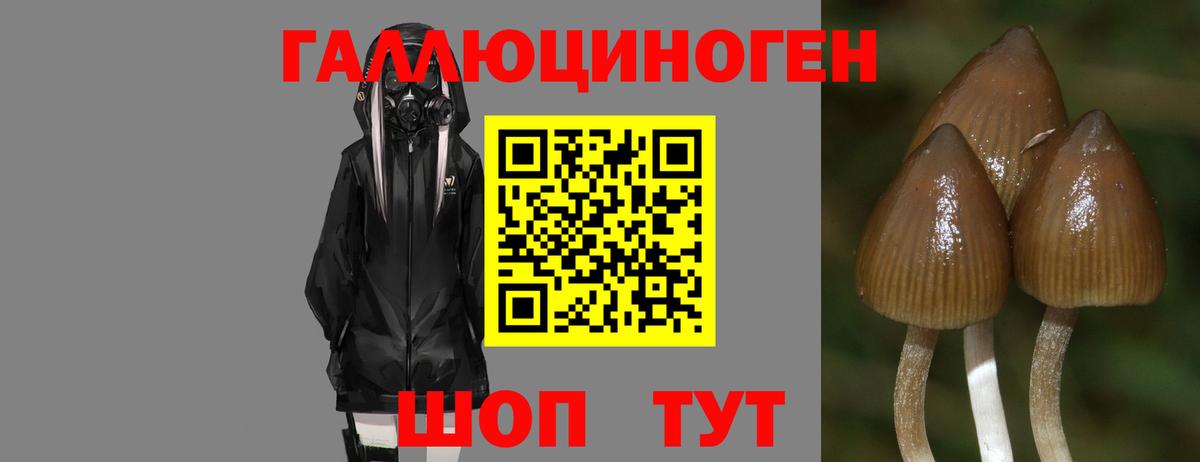 Галлюциногенные грибы GOLDEN TEACHER Красный Сулин